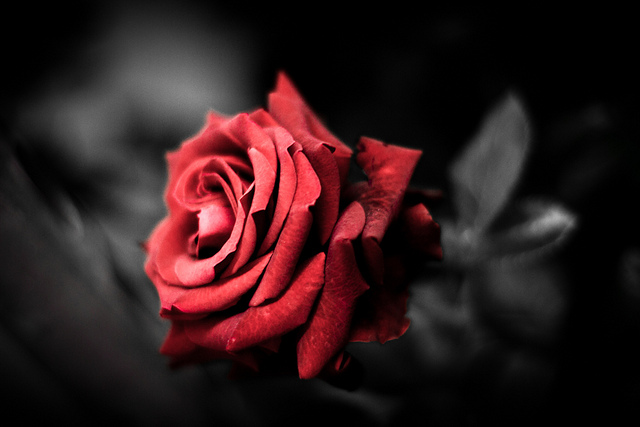 rose 
von aling_ bei Flickr